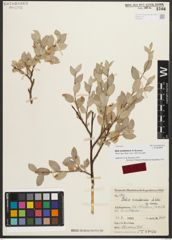 Foto von Salix nuristanica A. K. Skvortsov